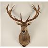 Image 1 : Shoulder mounted Elk