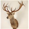 Image 2 : Shoulder mounted Elk