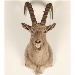 Ibex Goat Mount