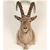 Image 1 : Ibex Goat Mount