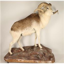 Full Mounted Marco Polo Sheep