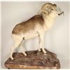 Image 1 : Full Mounted Marco Polo Sheep