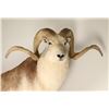 Image 2 : Full Mounted Marco Polo Sheep