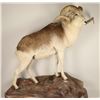 Image 3 : Full Mounted Marco Polo Sheep