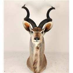 Shoulder Mounted African Kudu