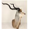 Image 2 : Shoulder Mounted African Kudu