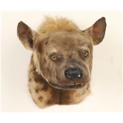 African Hyena Mount