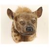 Image 1 : African Hyena Mount