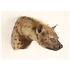 Image 2 : African Hyena Mount