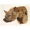 Image 3 : African Hyena Mount