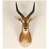 Image 1 : African Springbok mount