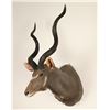 Image 2 : Grand Kudu Mount