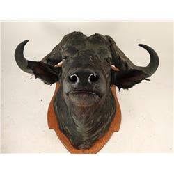 Cape Buffalo Shoulder Mount