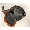Image 2 : Cape Buffalo Shoulder Mount