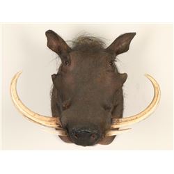 Shoulder Mounted African Warthog