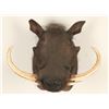 Image 1 : Shoulder Mounted African Warthog