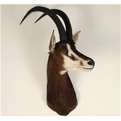Sable Antelope Mount