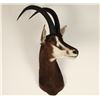Image 1 : Sable Antelope Mount