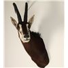 Image 2 : Sable Antelope Mount