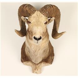 Big Horn Mountain Sheep