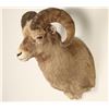 Image 2 : Big Horn Mountain Sheep