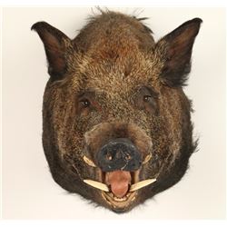 Eurasian Boar Shoulder Mount