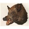 Image 2 : Eurasian Boar Shoulder Mount