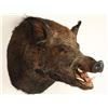 Image 3 : Eurasian Boar Shoulder Mount