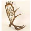 Image 2 : Faux Antler with Elk Design