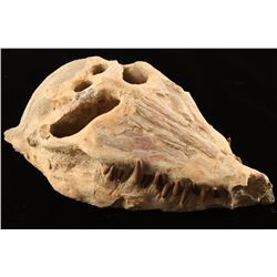 Petrified Crocodile Skull