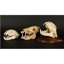 Lot of 3 Animal Skulls