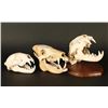 Image 2 : Lot of 3 Animal Skulls