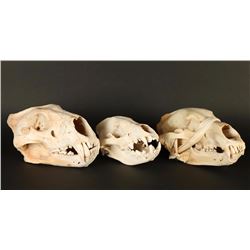 Lot of 3 Animal Skulls