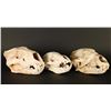 Image 1 : Lot of 3 Animal Skulls