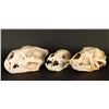 Image 2 : Lot of 3 Animal Skulls