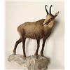 Image 2 : Full Chamois Mount
