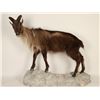Image 1 : Unknown Goat Full mount