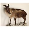 Image 2 : Unknown Goat Full mount