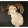 Image 2 : Dahl Ram Mount