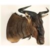Image 2 : African Wildebeest Mount