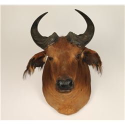 African Shoulder Mount