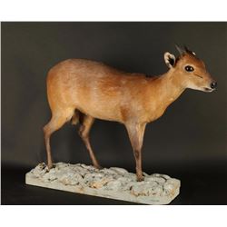 Full Mounted Dik Dik