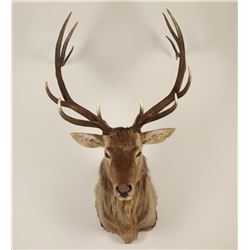 Large Shoulder mounted Elk