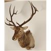 Image 2 : Large Shoulder mounted Elk