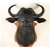 Image 1 : Cape Buffalo Shoulder Mount