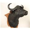 Image 2 : Cape Buffalo Shoulder Mount