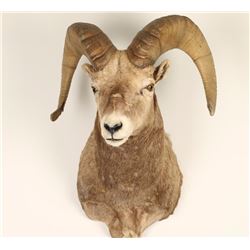 Big Horn Sheep Mount