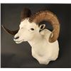 Image 2 : Dahl Ram Mount
