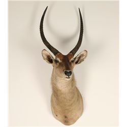 African Waterbuck Mount