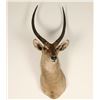 Image 1 : African Waterbuck Mount